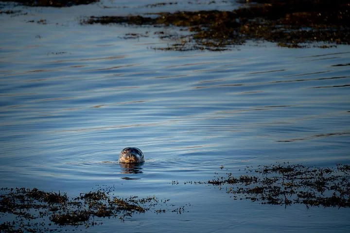 The head of a single seal peeking out from calm blue waters.