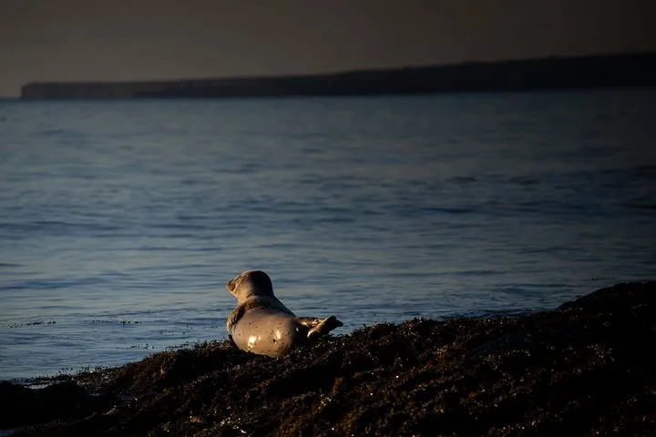 A seal rests on a dark, rocky shoreline near the ocean at dusk.