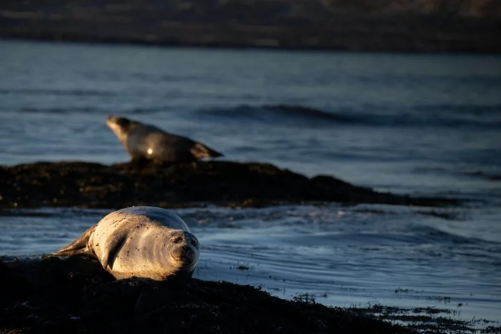 A seal lies on rocks in the foreground, with another blurred in the background.