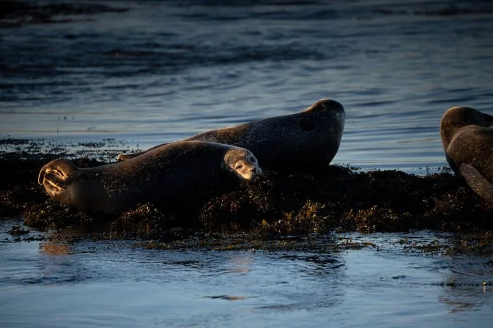 Several seals rest together on dark rocks surrounded by calm water.